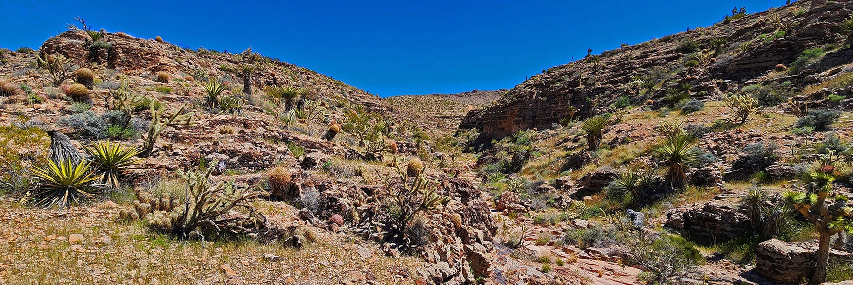 View Up This Canyon. Garden Community Has Found a Unique Home Here. | Blue Diamond Hill Southern Triangle | Red Rock Canyon National Conservation Area, Nevada
