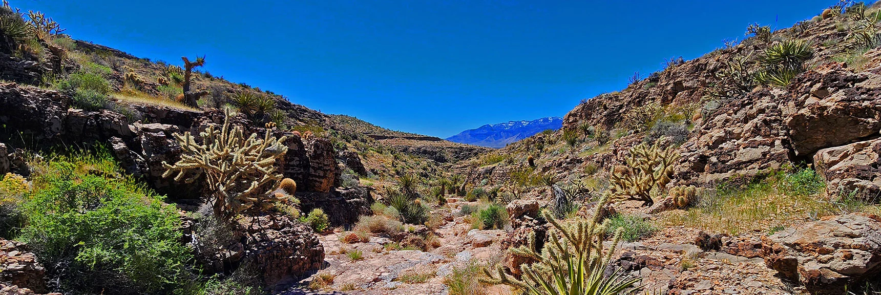 Continuing Downward. Desert Garden Continues to Amaze. Potosi Mt. in Background. | Blue Diamond Hill Southern Triangle | Red Rock Canyon National Conservation Area, Nevada