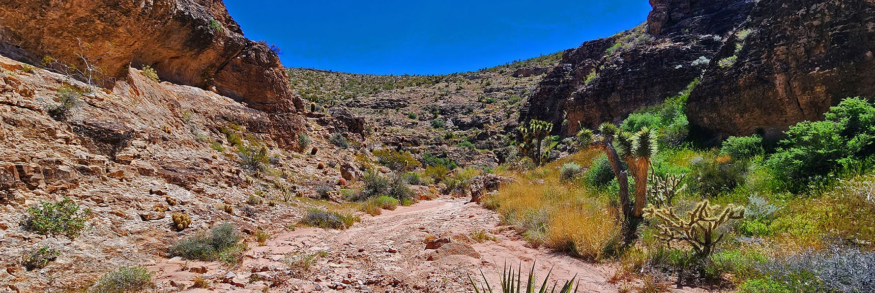 Canyon Wash Wide, Easy to Navigate. Watch for Caves in the Limestone Walls. | Blue Diamond Hill Southern Triangle | Red Rock Canyon National Conservation Area, Nevada