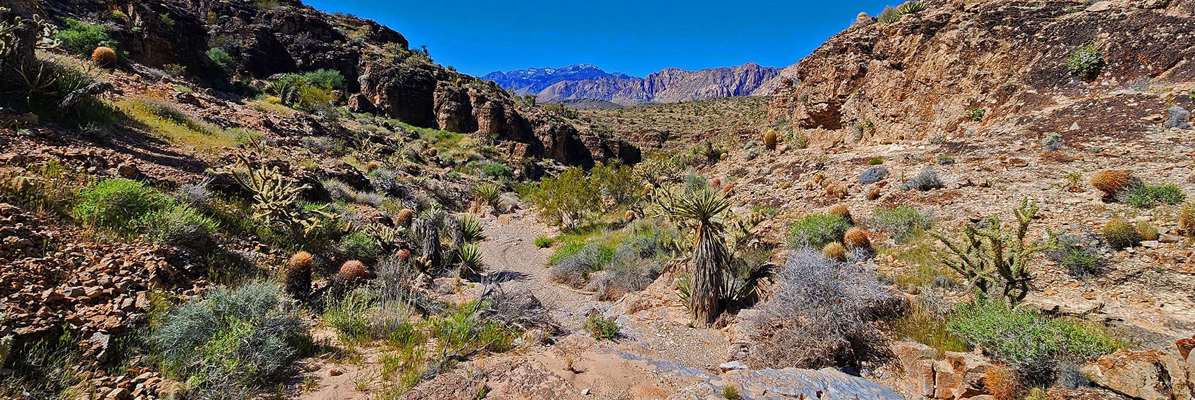 Branch Deepens. Continuing Downward. Will Eventually Reach a Barrier. Return to Summit Area. | Blue Diamond Hill Southern Triangle | Red Rock Canyon National Conservation Area, Nevada