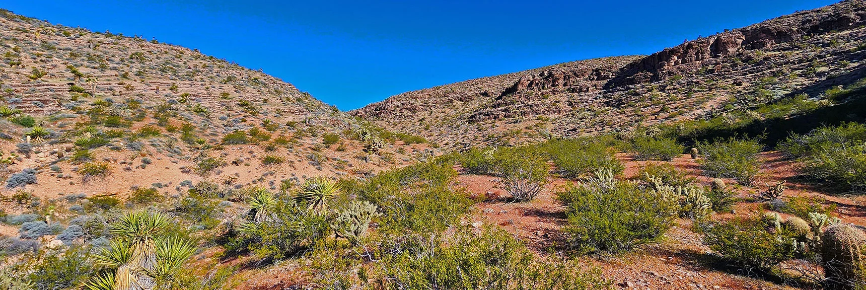 Elevated Desert Garden Just Above the Wash. View Up the Canyon. | Blue Diamond Hill Southern Triangle | Red Rock Canyon National Conservation Area, Nevada