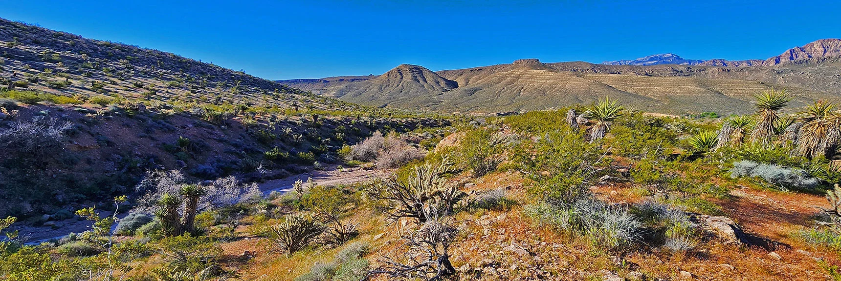 Less Than 100 Yards from Hwy 159 the Canyon Walls Are Over 25ft High! | Blue Diamond Hill Southern Triangle | Red Rock Canyon National Conservation Area, Nevada