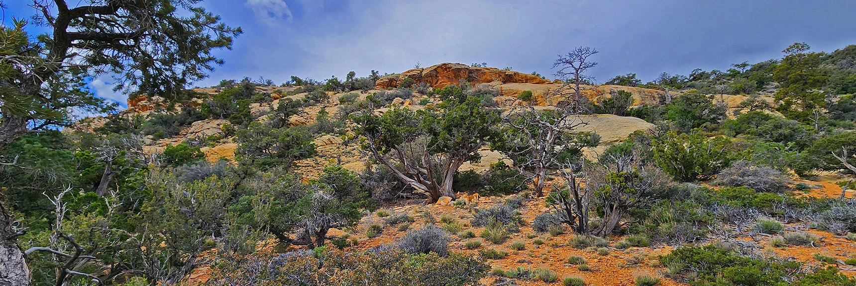 View Back Up Sandstone Saddle Toward Upper Crest Ridgeline | Black Velvet Peak | Rainbow Mountain Wilderness, Nevada