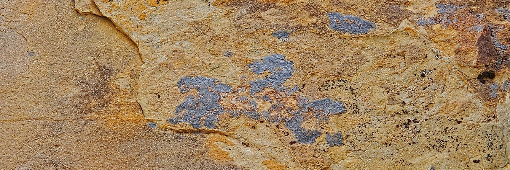 This Bluish Fungi Can Be Slick. Try to Avoid. | Black Velvet Peak | Rainbow Mountain Wilderness, Nevada