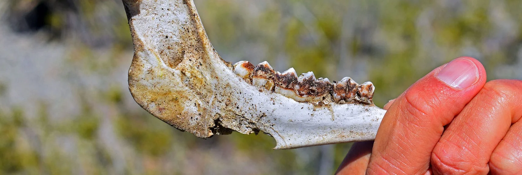 Big Horn Sheep Jaw Bone | Wilson Summit, Arizona (near Lake Mead NRA)