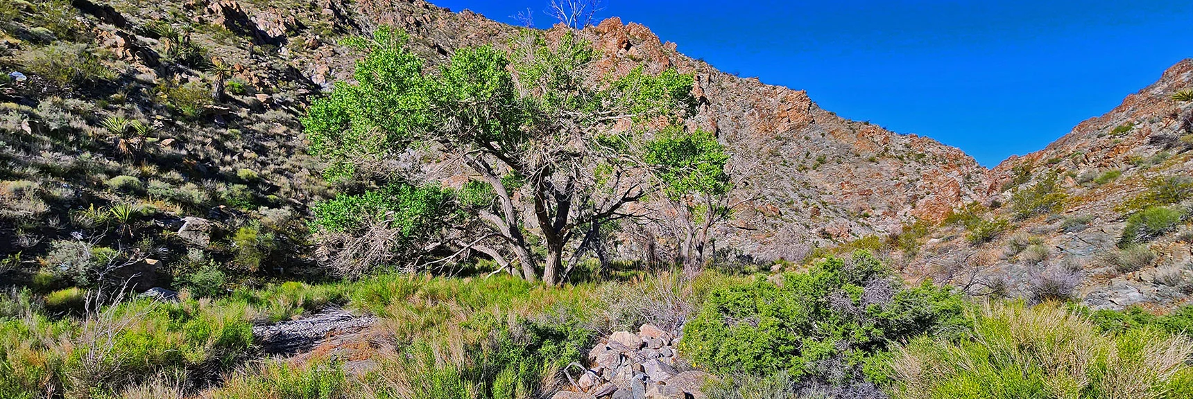 Horse Thief Canyon Springs Oasis in the Desert | Wilson Summit, Arizona (near Lake Mead NRA)