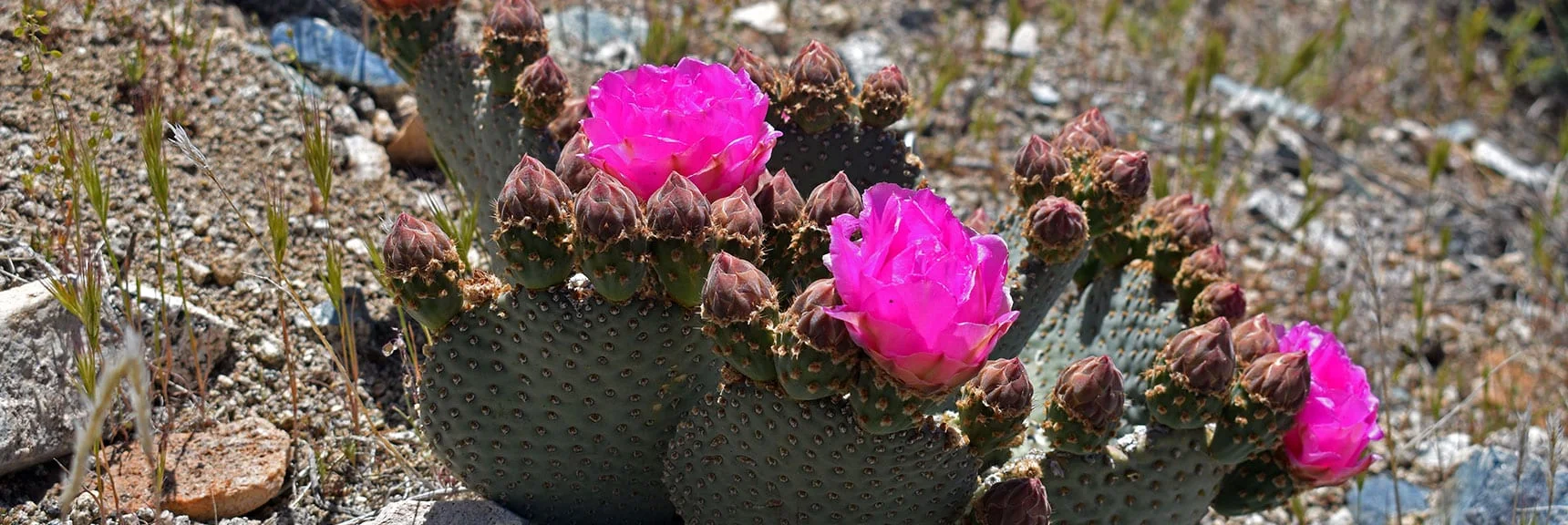 Beavertail Cactus in Bloom | Wilson Summit, Arizona (near Lake Mead NRA)