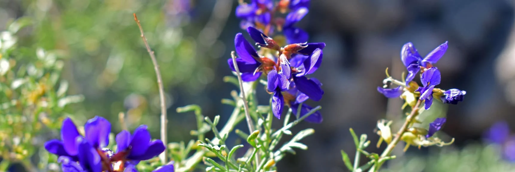 Lupine - Begin Flowers, Insects, Lizards and Geology. Thanks to Jean-Luc Montagnier | Wilson Summit, Arizona (near Lake Mead NRA)