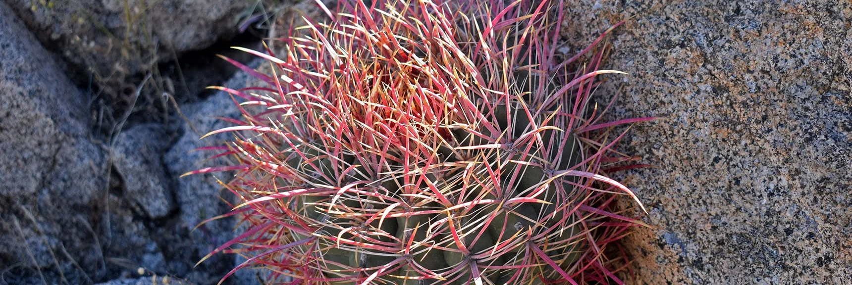 California Barrel Cactus | Wilson Summit, Arizona (near Lake Mead NRA)