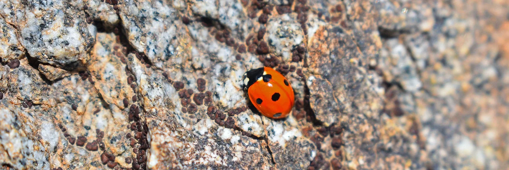 Ladyabug (Convergent Lady Beetle, Hippodamia Convergens) | Wilson Summit, Arizona (near Lake Mead NRA)