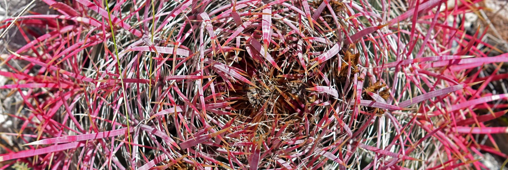 California Barrel Cactus | Wilson Summit, Arizona (near Lake Mead NRA)
