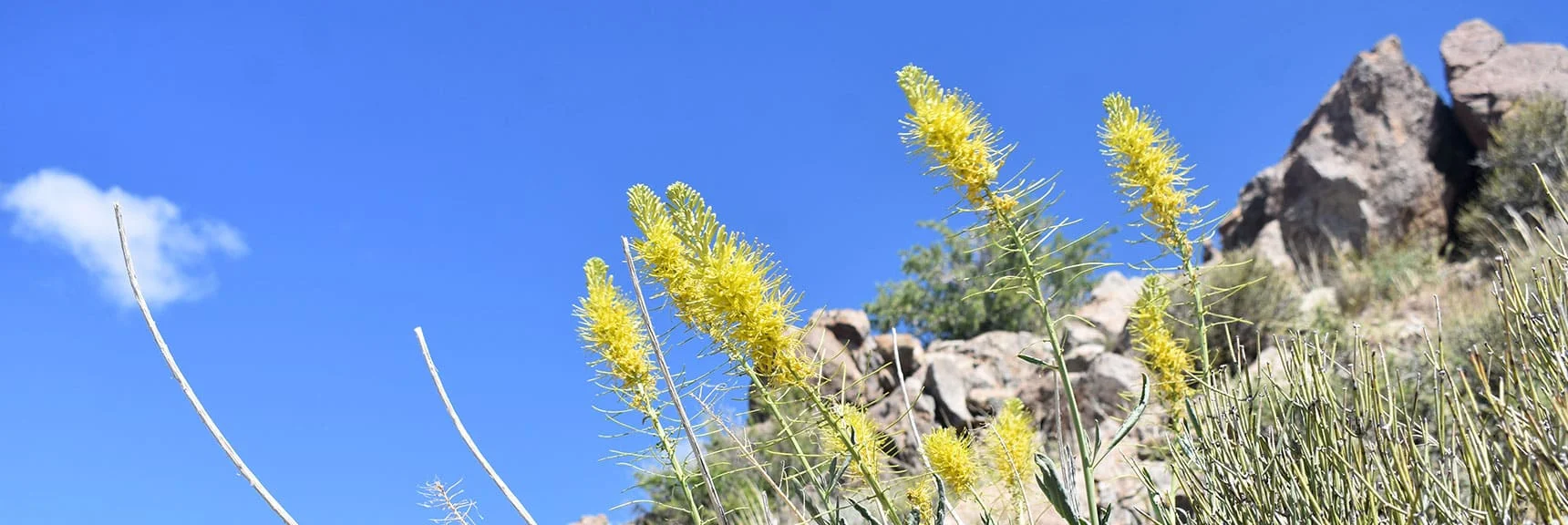 Desert Plume | Wilson Summit, Arizona (near Lake Mead NRA)