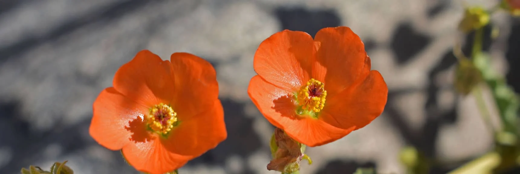 California Poppy | Wilson Summit, Arizona (near Lake Mead NRA)