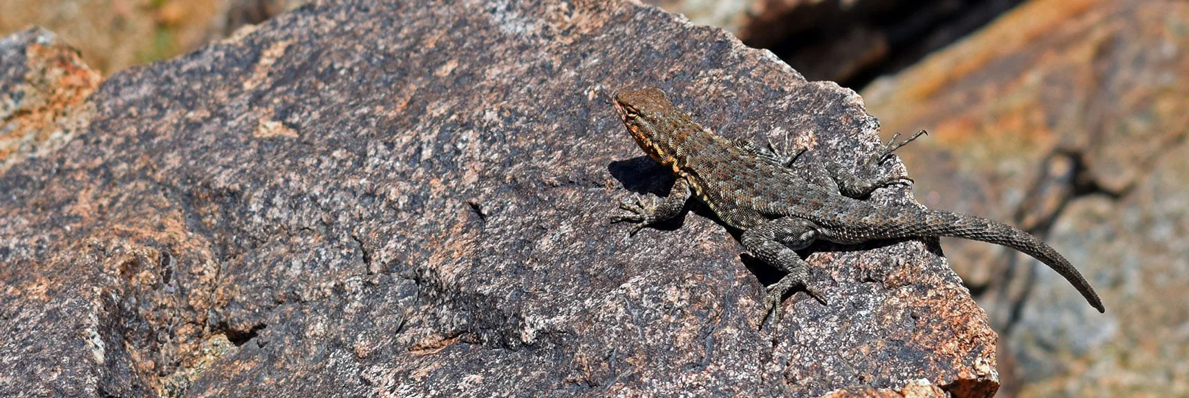 Side-Blotched Lizard | Wilson Summit, Arizona (near Lake Mead NRA)