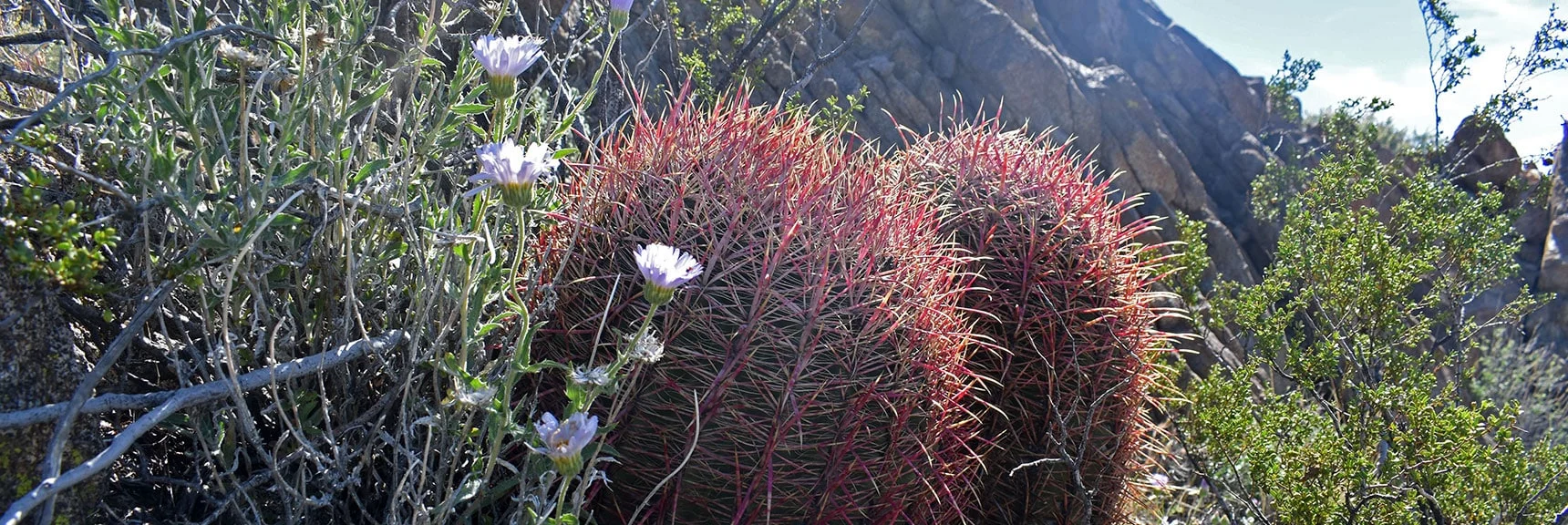 California Barrel Cactus with Large Mountain Fleabane (Aster family) | Wilson Summit, Arizona (near Lake Mead NRA)