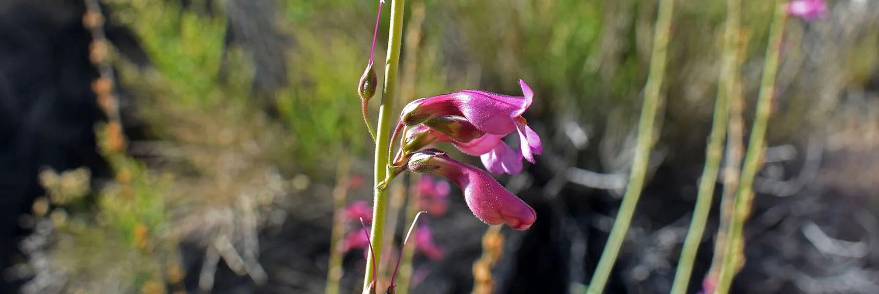 Milkvetch Family Flower? | Wilson Summit, Arizona (near Lake Mead NRA)
