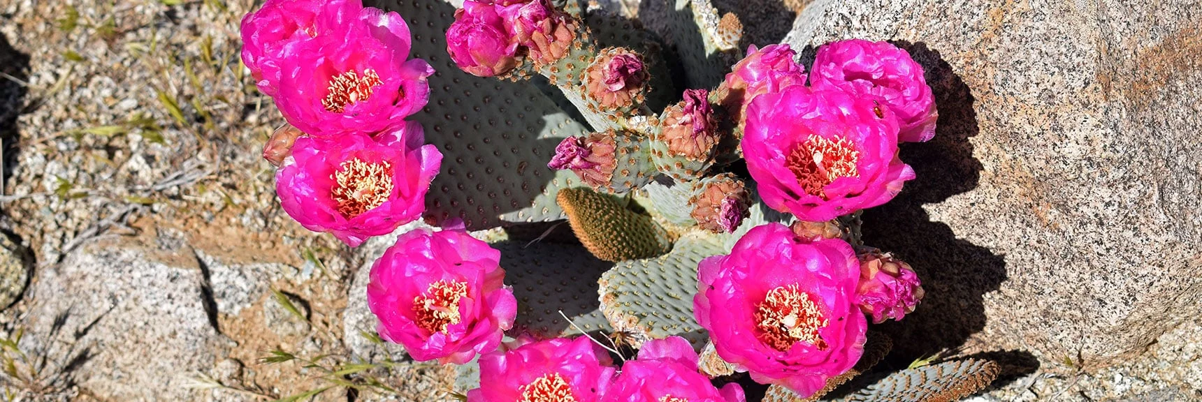 Beavertail Cactus in Bloom | Wilson Summit, Arizona (near Lake Mead NRA)