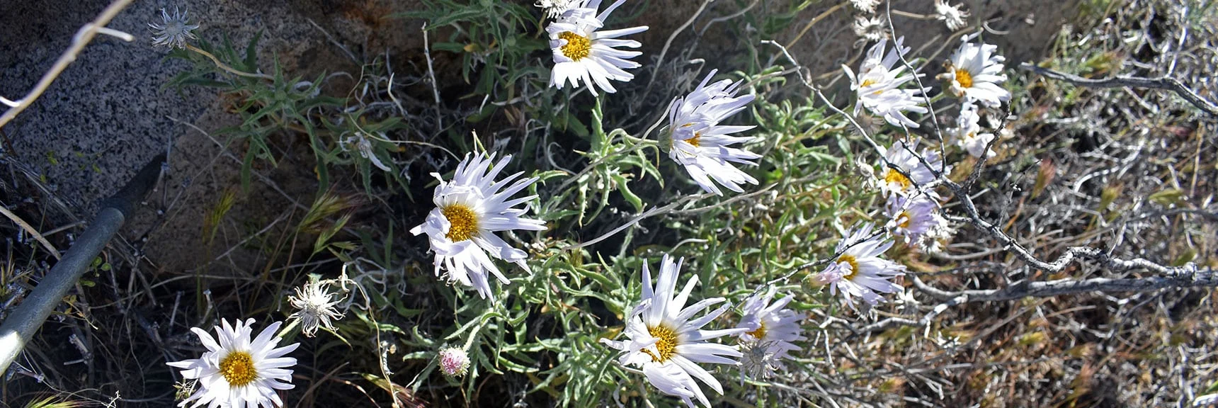 Large Mountain Fleabane (Aster family) | Wilson Summit, Arizona (near Lake Mead NRA)