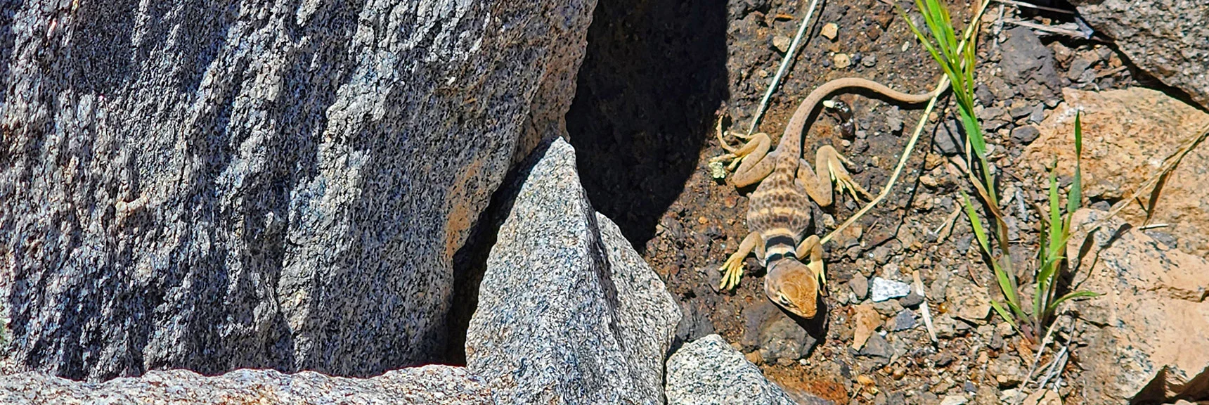 Great Basin Collared Lizard | Wilson Summit, Arizona (near Lake Mead NRA)