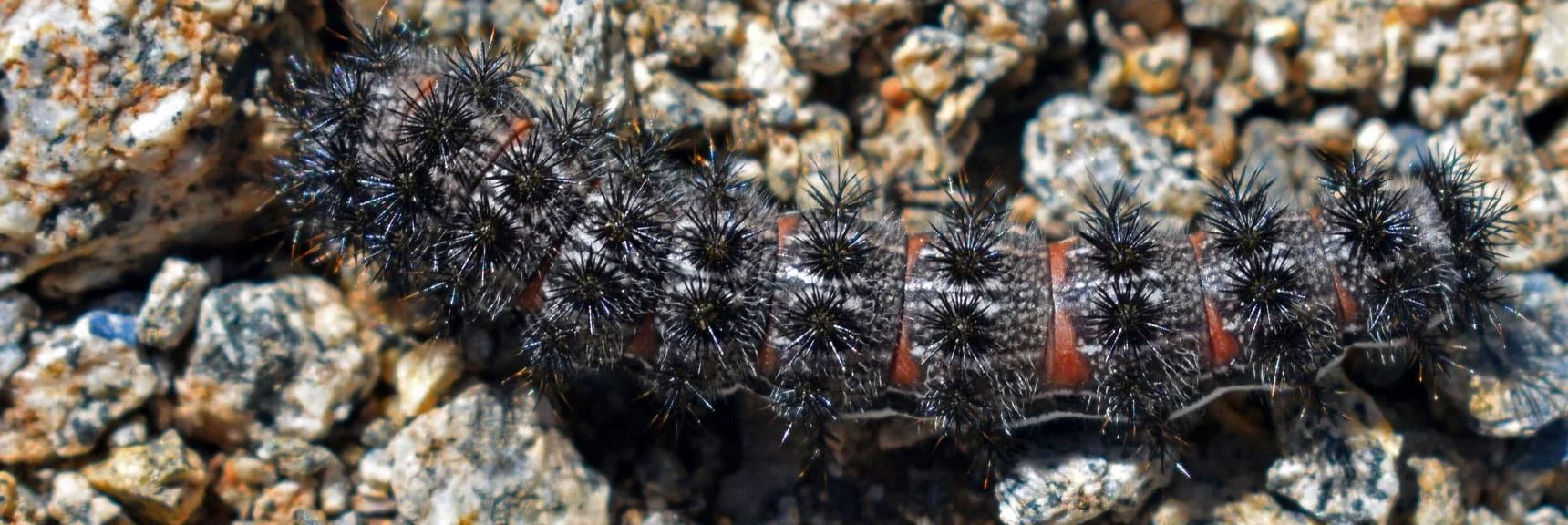 Sagebrush Checkerspot Chlosyne Acastusa Butterfly Caterpillar | Wilson Summit, Arizona (near Lake Mead NRA)