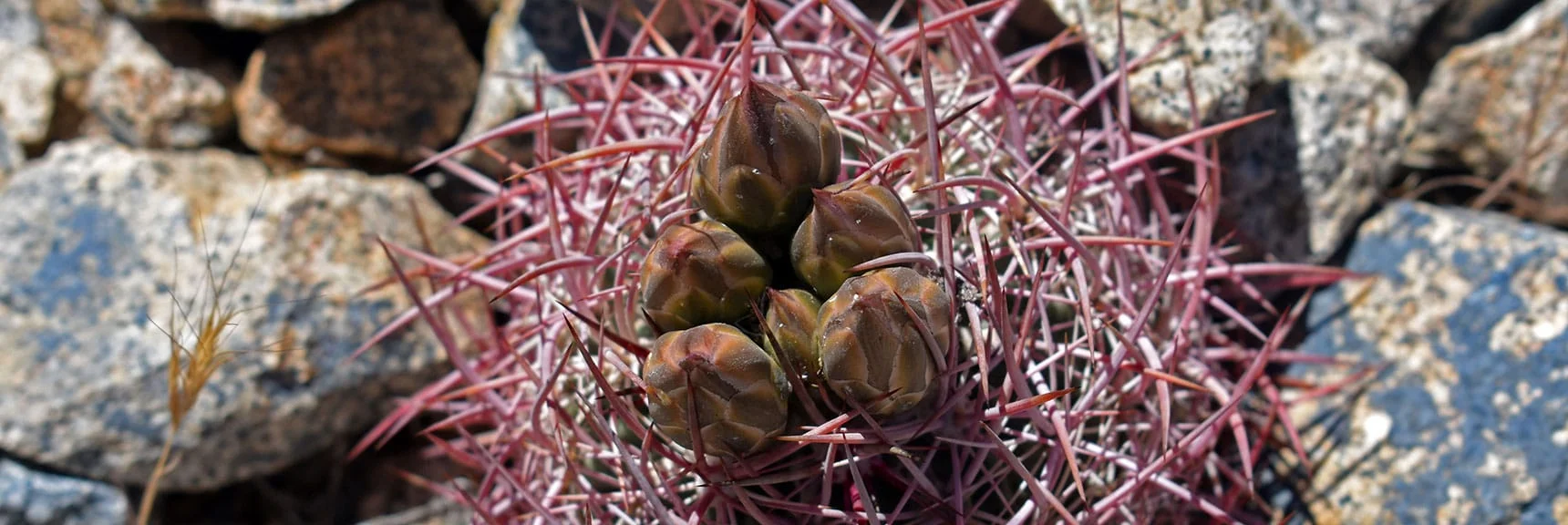 California Barrel Cactus Budding | Wilson Summit, Arizona (near Lake Mead NRA)