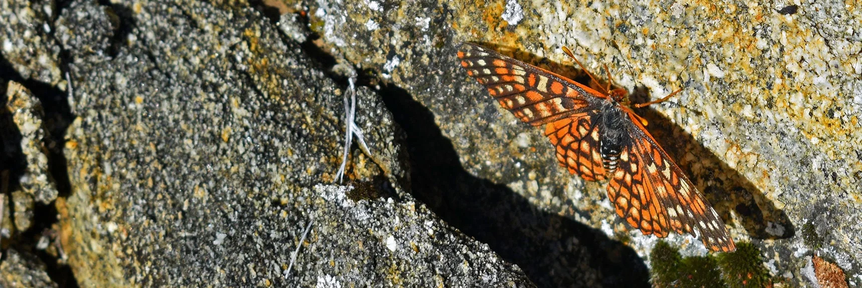 Sagebrush Checkerspot Chlosyne Acastusa Butterfly | Wilson Summit, Arizona (near Lake Mead NRA)