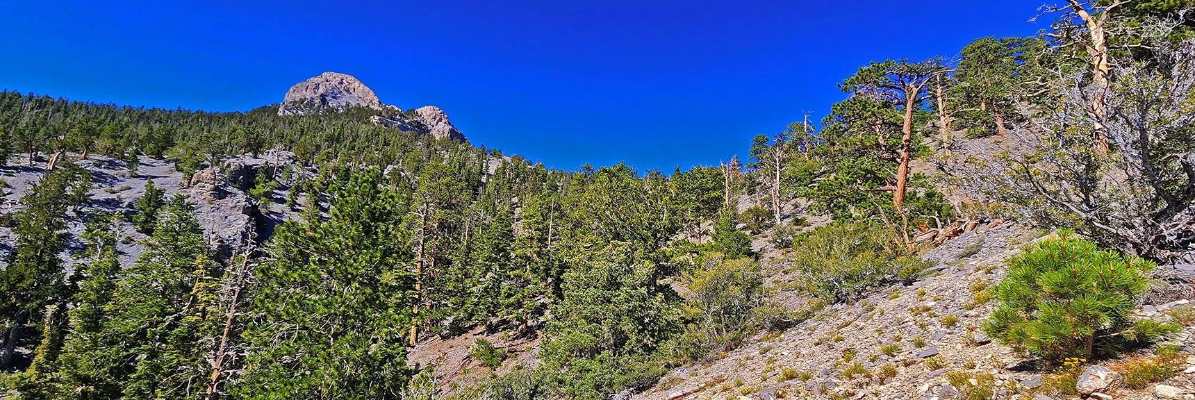 Now Heading Up Right Edge of Long Gully, Angling to Ridgeline on Canyon's Right Side. | Mummy's Nose Final Summit Approach from Deer Creek Road | Mt. Charleston Wilderness, Nevada