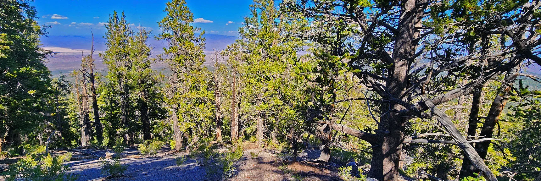 Descending Toward the Seven-Mile Canyon's Eastern Ridgeline Now. | Mummy's Nose Final Summit Approach from Deer Creek Road | Mt. Charleston Wilderness, Nevada