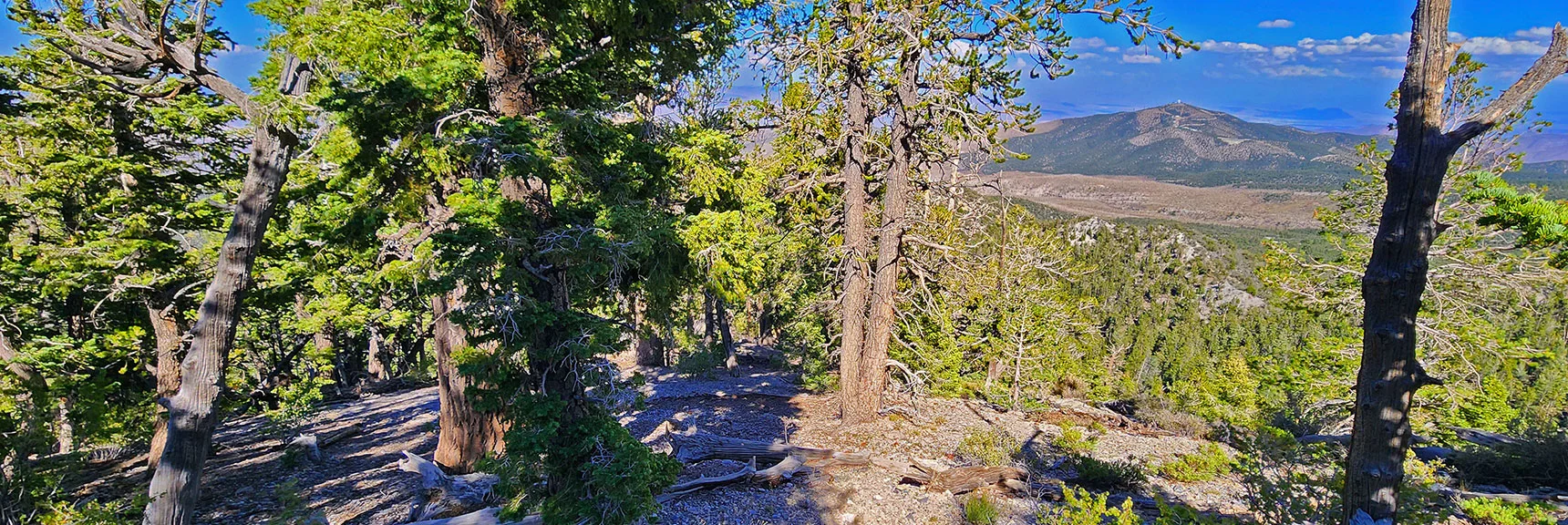 Continuing to Descend Mid-Ridgeline. | Mummy's Nose Final Summit Approach from Deer Creek Road | Mt. Charleston Wilderness, Nevada