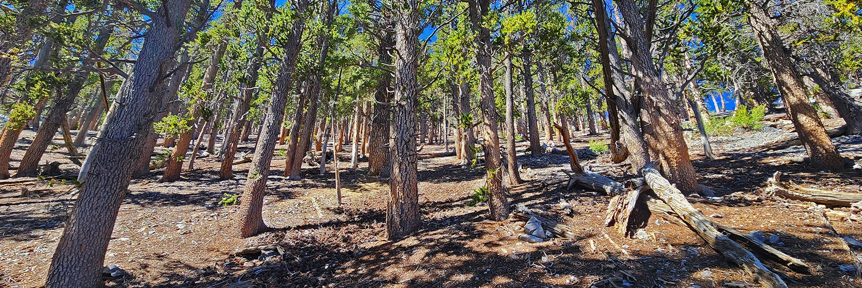 Now Heading Up Bristlecone Pine Tree Band Toward Upper Saddle. | Mummy's Nose Final Summit Approach from Deer Creek Road | Mt. Charleston Wilderness, Nevada
