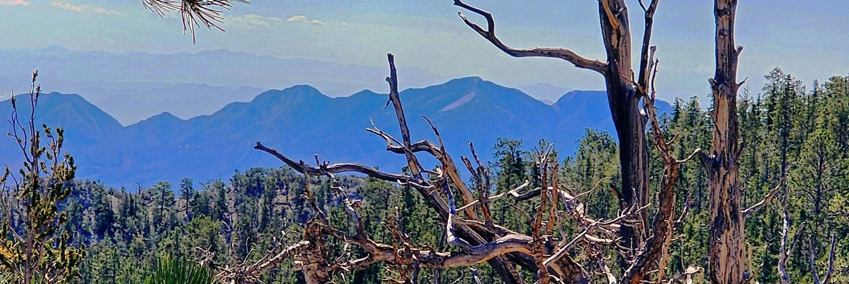 View Across to La Madre Mountains. Lighter Limestone Area is "Devil's Slide". | Mummy's Nose Final Summit Approach from Deer Creek Road | Mt. Charleston Wilderness, Nevada