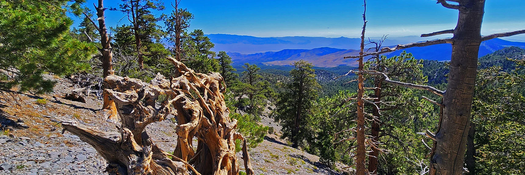 Still Angling Up Western Ridge to Just Below the Ridgeline. View Down Route. | Mummy's Nose Final Summit Approach from Deer Creek Road | Mt. Charleston Wilderness, Nevada