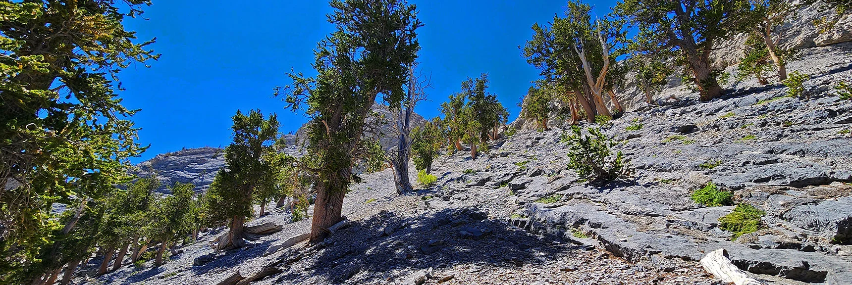 At Base of Upper Saddle Ledge (to Right) Heading Toward Main Summit. | Mummy's Nose Final Summit Approach from Deer Creek Road | Mt. Charleston Wilderness, Nevada