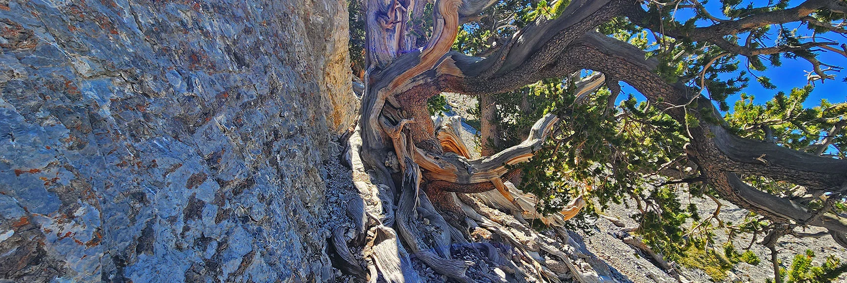 Just Rounded Base of Large Summit Bulge. Now Skirt Along Base of Summit Cliff. | Mummy's Nose Final Summit Approach from Deer Creek Road | Mt. Charleston Wilderness, Nevada