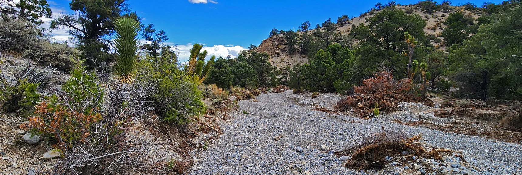 Now in Lee Canyon's Main Wash. | Deer Creek Catch Pen West | Mt. Charleston Wilderness | Lee Canyon, Nevada
