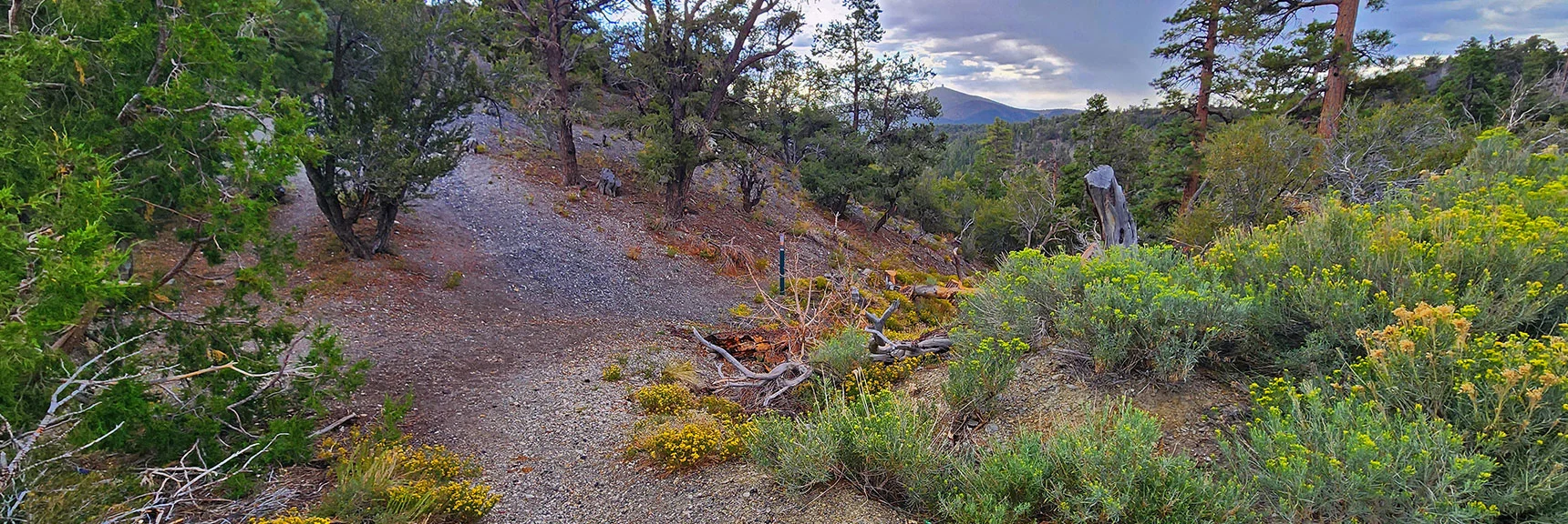 Same Trailhead About 20ft to the Right is the Clockwise Loop Direction. | Deer Creek Catch Pen West | Mt. Charleston Wilderness | Lee Canyon, Nevada