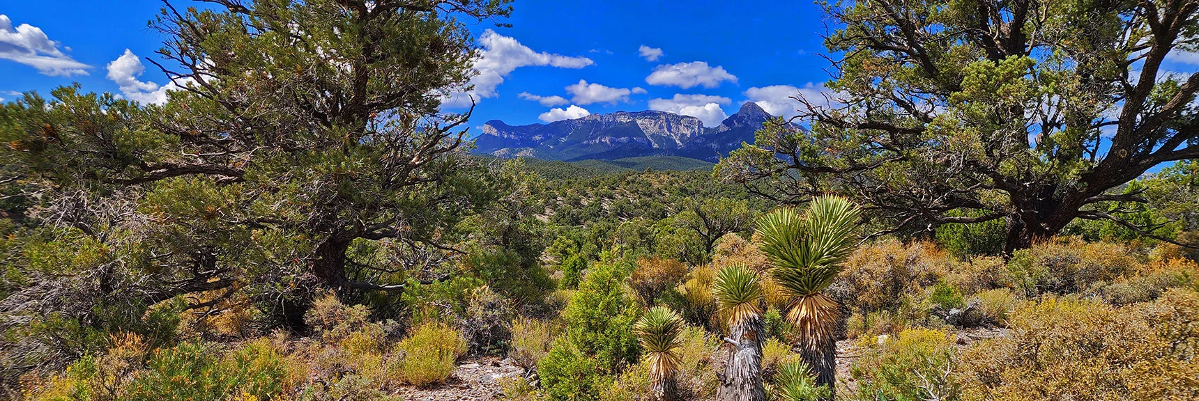 Deer Creek Catch Pen West | Mt. Charleston Wilderness | Lee Canyon, Nevada