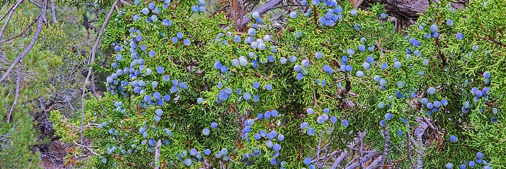 Juniper Berries in Full Fruit This Last Week of August. Many are Edible, But Bitter! | Deer Creek Catch Pen West | Mt. Charleston Wilderness | Lee Canyon, Nevada