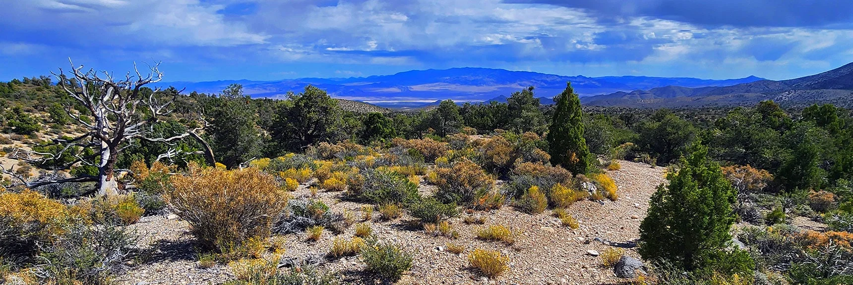 Heat & Drought Resistant Junipers Becoming More Dominant. | Deer Creek Catch Pen West | Mt. Charleston Wilderness | Lee Canyon, Nevada