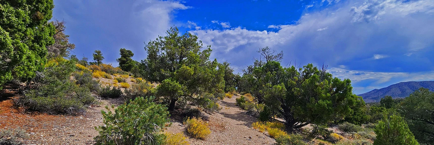 Now We've Descended Below 7,000ft. Normally it's Too Hot Here in August...But Rain Today. | Deer Creek Catch Pen West | Mt. Charleston Wilderness | Lee Canyon, Nevada