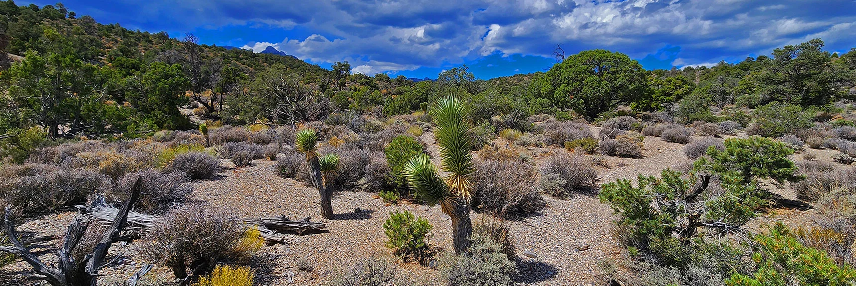 Not Too Far Below Joshua Trees Will Become Dominant. | Deer Creek Catch Pen West | Mt. Charleston Wilderness | Lee Canyon, Nevada