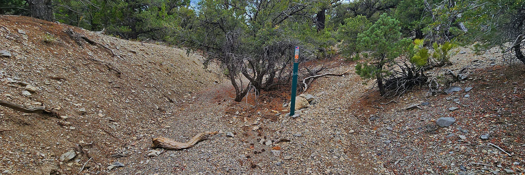 The Trail is Well Marked in Places. Branches Block Wrong Turns. Signs Mark Route. | Deer Creek Catch Pen West | Mt. Charleston Wilderness | Lee Canyon, Nevada