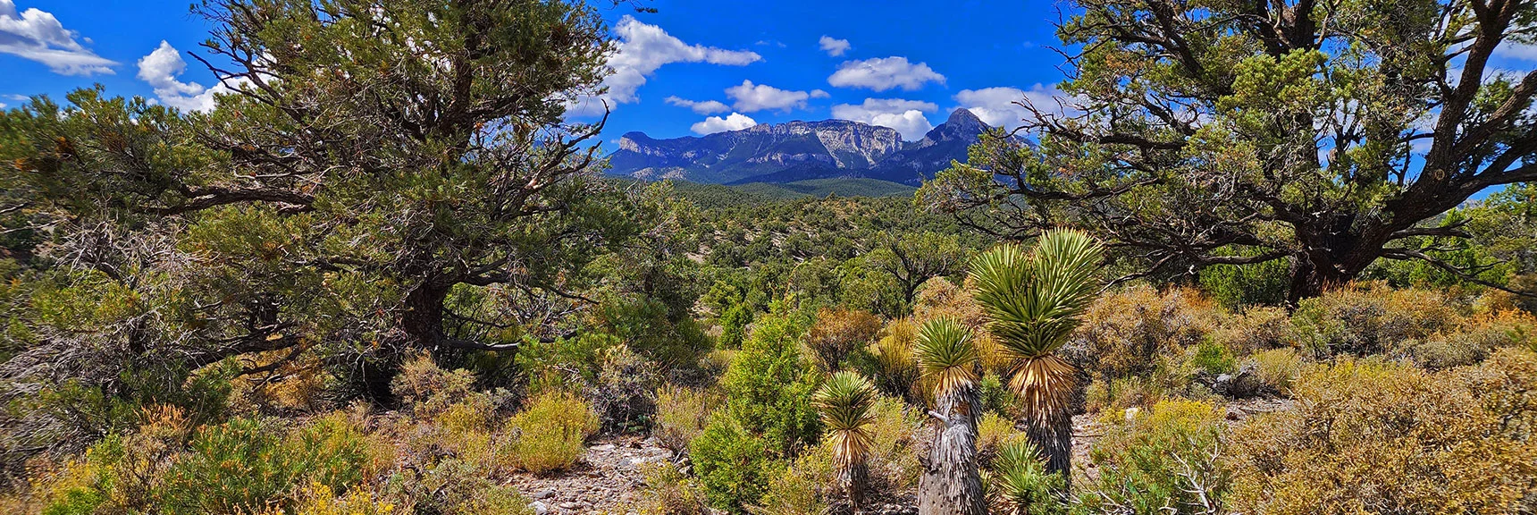View Back to Mummy's Nose. Now We're in the Upper End of the Joshua Tree Zone. | Deer Creek Catch Pen West | Mt. Charleston Wilderness | Lee Canyon, Nevada