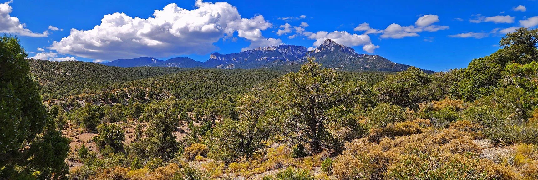 View Back Up to Mummy Mountain. Vegetation Continuing to Thin. | Deer Creek Catch Pen West | Mt. Charleston Wilderness | Lee Canyon, Nevada