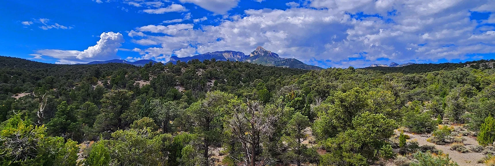 Note How Vegetation is Much Smaller at This Lower Elevation. Small Conserves Water. | Deer Creek Catch Pen West | Mt. Charleston Wilderness | Lee Canyon, Nevada