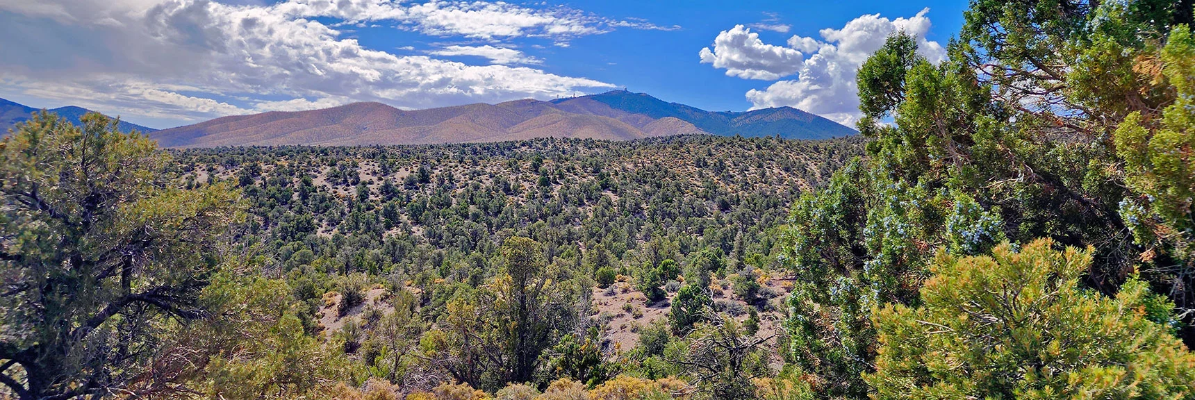View to Angel Peak and Its Descending Ridgeline. Junipers & Pinyon Pines Now Dominant. | Deer Creek Catch Pen West | Mt. Charleston Wilderness | Lee Canyon, Nevada
