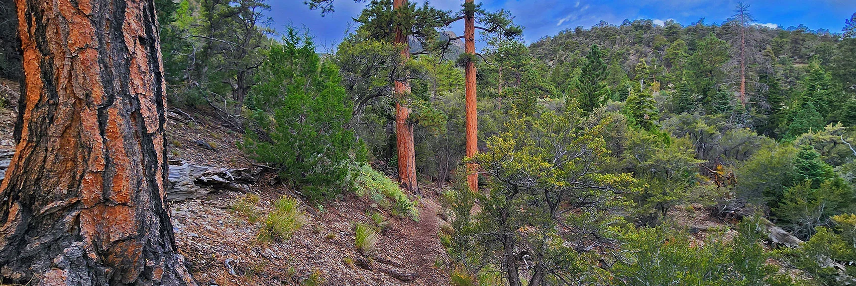 Begin in a Lush Ponderosa Pine Forest at the Trailhead on Deer Creek Road | Deer Creek Catch Pen West | Mt. Charleston Wilderness | Lee Canyon, Nevada