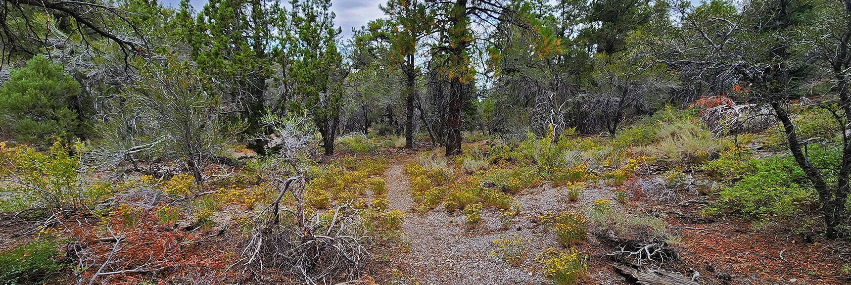 Soon You'll Descend into a Wide Gully. Notice as You Descend the Vegetation Changes. | Deer Creek Catch Pen West | Mt. Charleston Wilderness | Lee Canyon, Nevada
