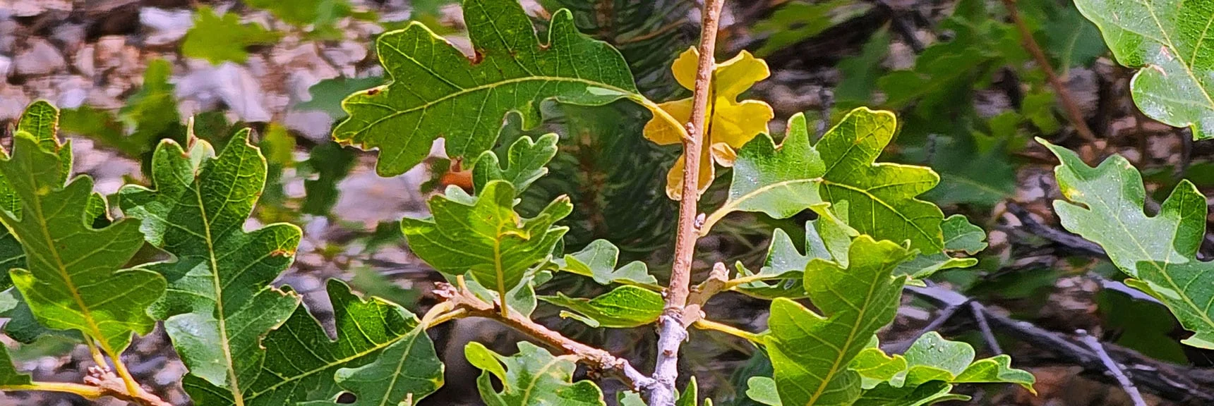 Closer Look at Gambles Oak Leaves. Will Turn Brilliant Yellow in the Fall! | Deer Creek Catch Pen West | Mt. Charleston Wilderness | Lee Canyon, Nevada