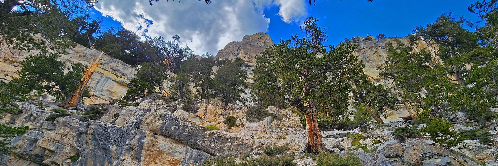 View of Cliffs at Gully Summit. Main Wreckage Possibly Up There. | Mummy's Nose East Cliff Plane Crash Site | Mt Charleston Wilderness, Nevada